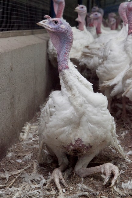 factory.farmed.turkey