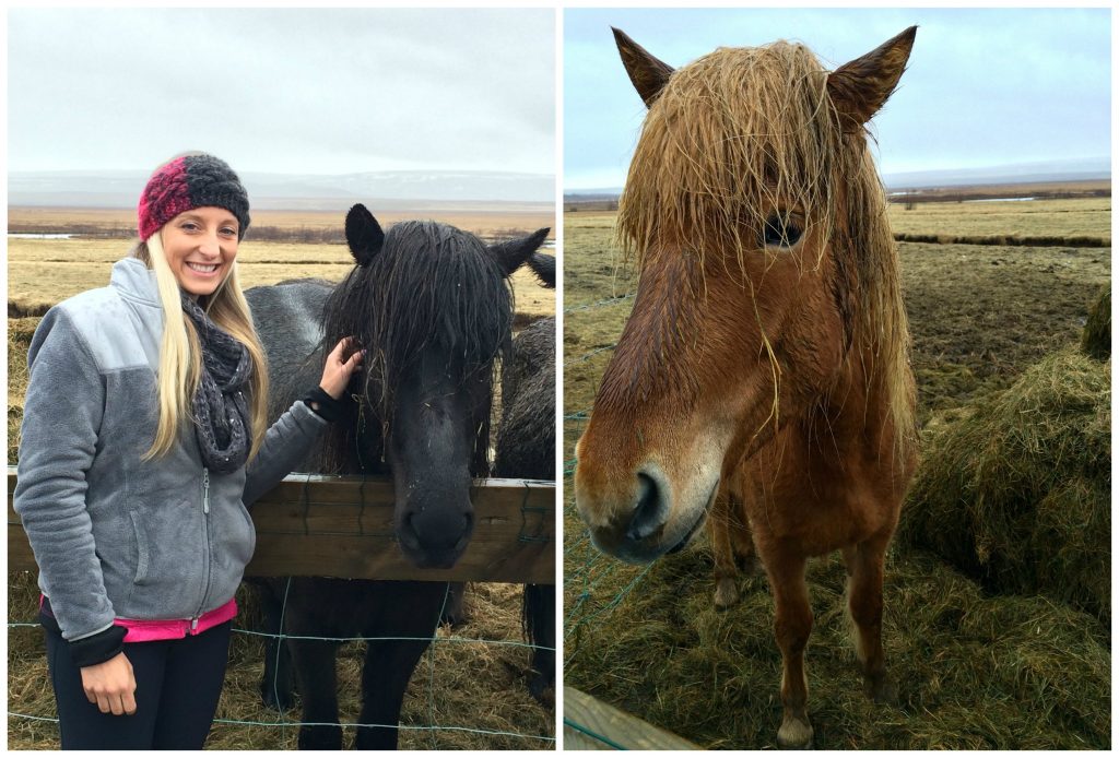 iceland.ponies